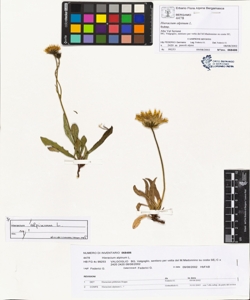 Hieracium alpinum L.