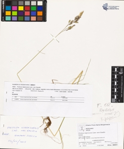 Festuca nigrescens Lam. non Gaudin