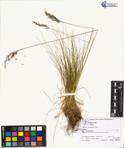 Festuca puccinellii Parl.