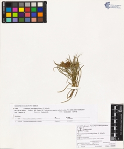 Phyteuma hedraianthifolium R. Schultz