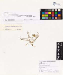 Phyteuma hemisphaericum L.