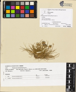 Phyteuma hemisphaericum L.