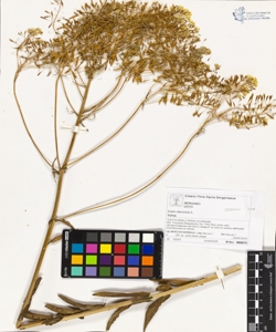 Isatis tinctoria L.