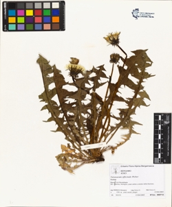 Taraxacum officinale (Aggr.)