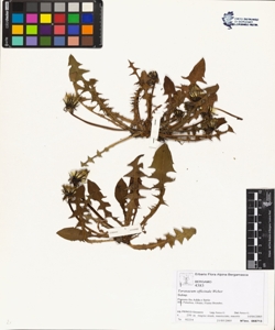 Taraxacum officinale (Aggr.)