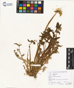 Taraxacum officinale (Aggr.)