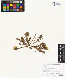 Taraxacum officinale (Aggr.)