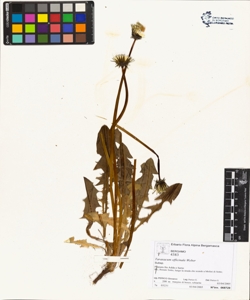 Taraxacum officinale (Aggr.)