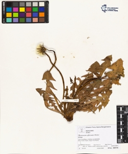 Taraxacum officinale (Aggr.)