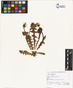 Taraxacum officinale (Aggr.)