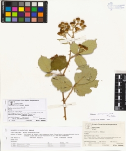 Rubus armeniacus Focke