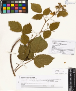 Rubi suberectigeni (Ser.)