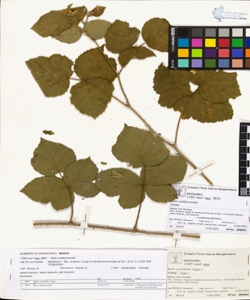 Rubi suberectigeni (Ser.)