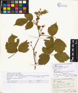Rubi suberectigeni (Ser.)