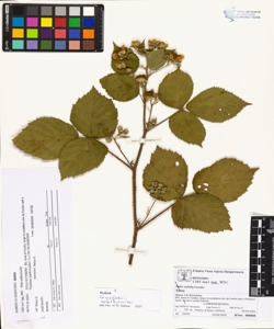 Rubi suberectigeni (Ser.)