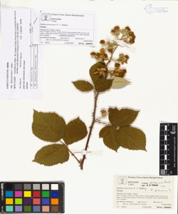 Rubus procerus P. J. M¿ller