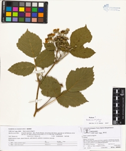 Rubi suberectigeni (Ser.)