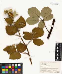 Rubus procerus P. J. M¿ller