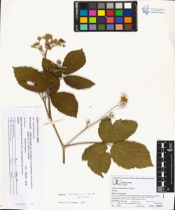 Rubus ulmifolius Schott