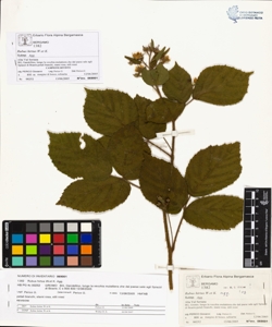 Rubus hirtus W.et K. (Agg.)