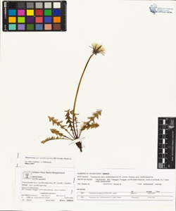 Taraxacum sect. erythrosperma (H. Lindb.) Dahlst.