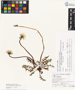 Taraxacum dunenseforme Sonck.