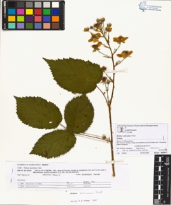 Rubus sulcatus Vest