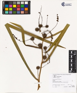 Sparganium erectum L.