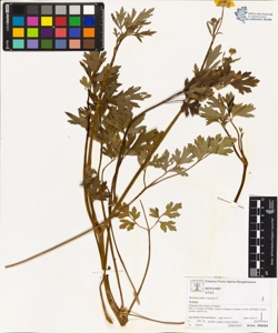 Ranunculus repens L.