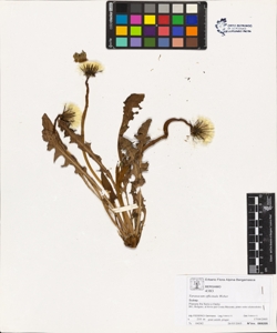 Taraxacum officinale (Aggr.)