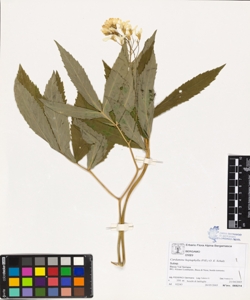 Cardamine heptaphylla (Vill.) O. E. Schulz