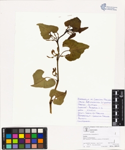 Aristolochia clematitis L.