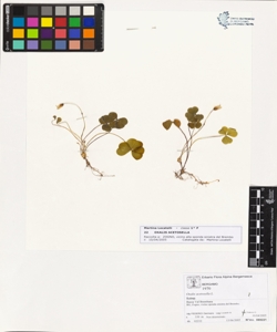 Oxalis acetosella L.