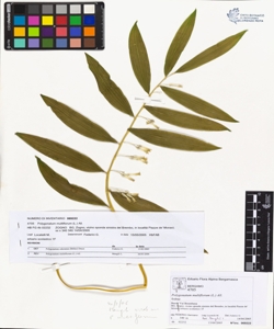 Polygonatum multiflorum (L.) All.