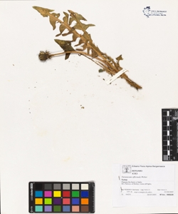Taraxacum officinale (Aggr.)