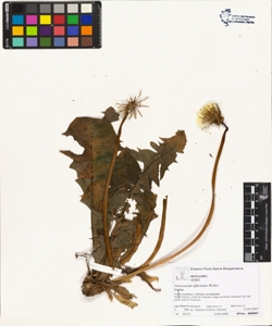 Taraxacum officinale (Aggr.)