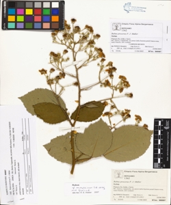 Rubus procerus P. J. M¿ller