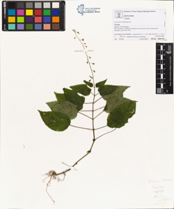 Circaea lutetiana L.