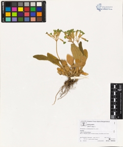 Primula x tommas¿nii G. et G.