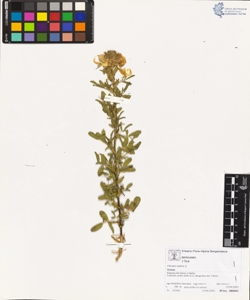 Ononis natrix L.