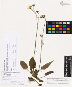 Hieracium tenuiflorum (A.-T.) Zahn