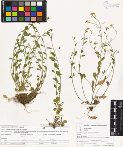 Cardaminops¿s halleri (L.) Hayek