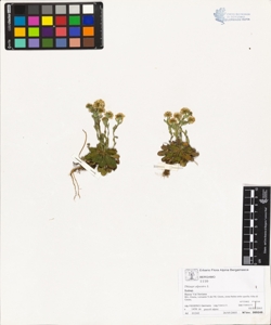 Thlaspi alpestre L.