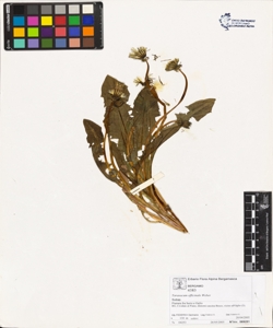 Taraxacum officinale (Aggr.)