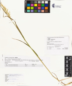 Avenula pubescens (Hudson) Dumort.