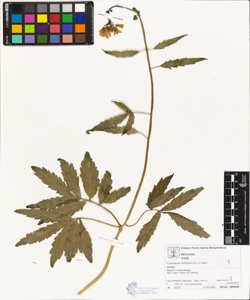 Cardamine bulbifera (L.) Crantz