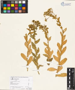 Cardaria draba (L.) Desv.