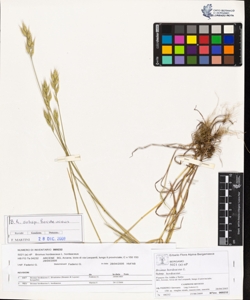 Bromus hordeaceus L. subsp. hordeaceus