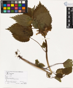 Lamium orvala L.