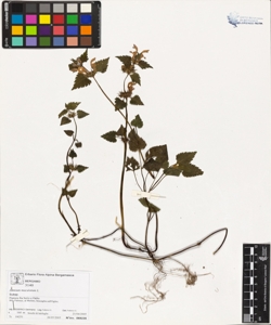 Lamium maculatum L.